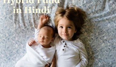 Hybrid Fund in Hindi हाइब्रिड फंड क्या हैं